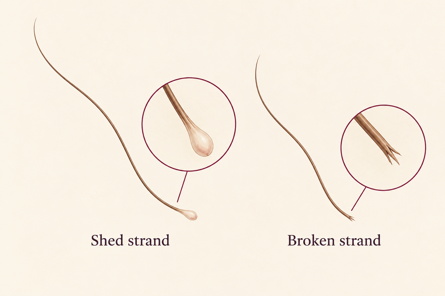 A single intact shed hair with a tiny pale club tip beside one short single broken hair, with restrained end-detail insets labeled Shed strand and Broken strand.